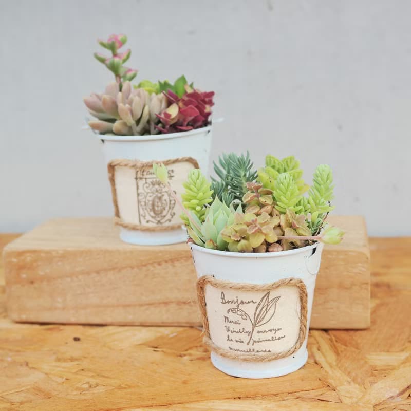 【荳荳多肉】【鄉村風可愛水桶組合】喬遷│送禮│升遷│多肉植物