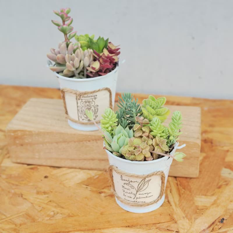 【荳荳多肉】【鄉村風可愛水桶組合】喬遷│送禮│升遷│多肉植物