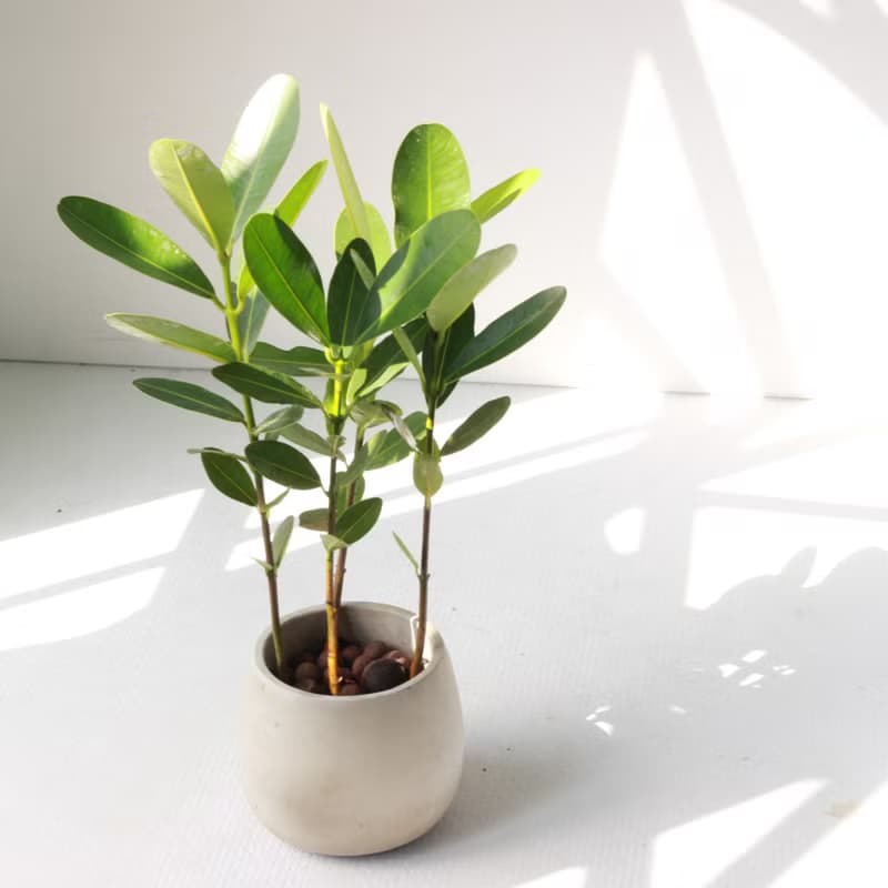 植栽 盆栽 l 小福木/龍珠果 百搭胖U水泥盆  福氣聚財 散光