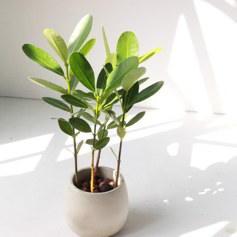 植栽 盆栽 l 小福木/龍珠果 百搭胖U水泥盆  福氣聚財 散光