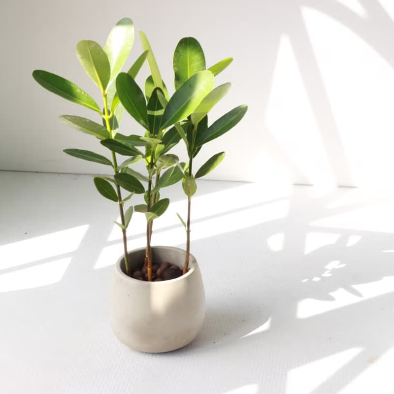 植栽 盆栽 l 小福木/龍珠果 百搭胖U水泥盆  福氣聚財 散光