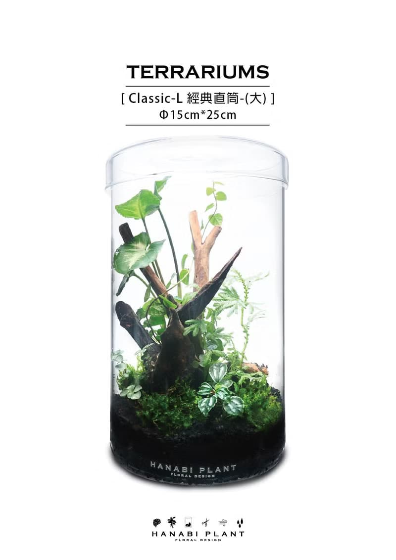 【訂製】蕨醒經典生態瓶-經典直筒(大)