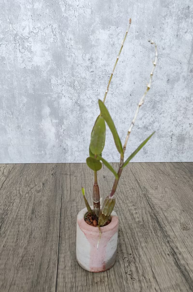 迷你盆栽--水泥盆鴿石斛