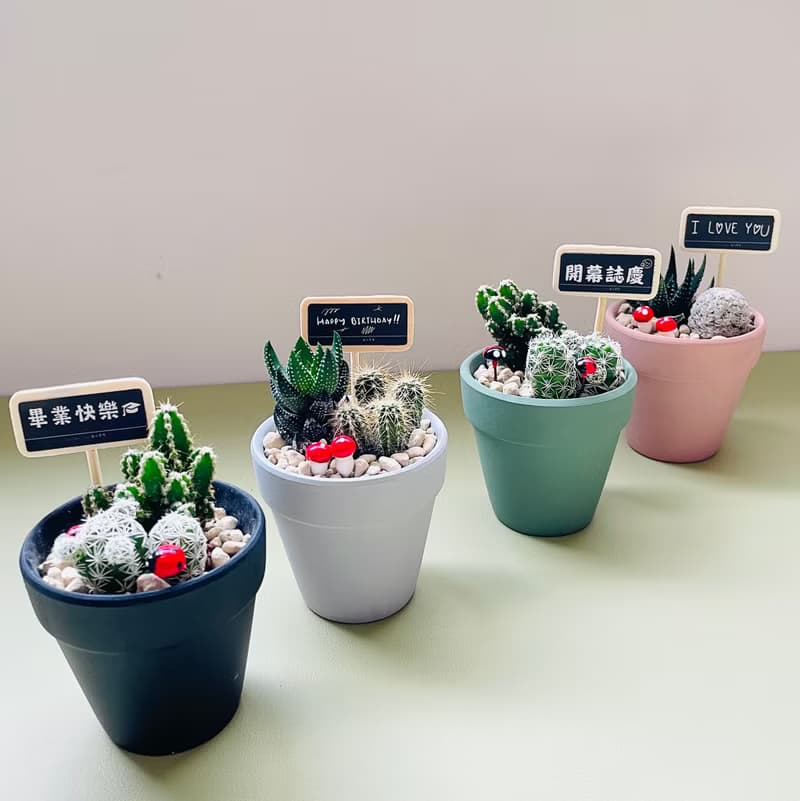 【我不想念你才怪】送你倔強仙人掌 DIY禮盒組 畢業禮物 生日禮物