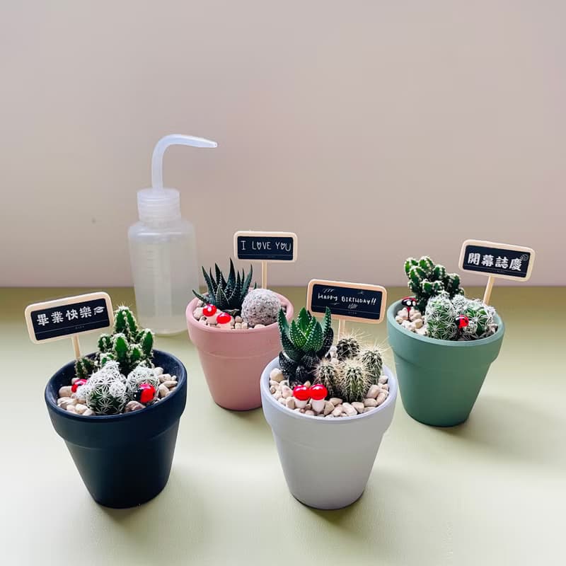 【我不想念你才怪】送你倔強仙人掌 DIY禮盒組 畢業禮物 生日禮物