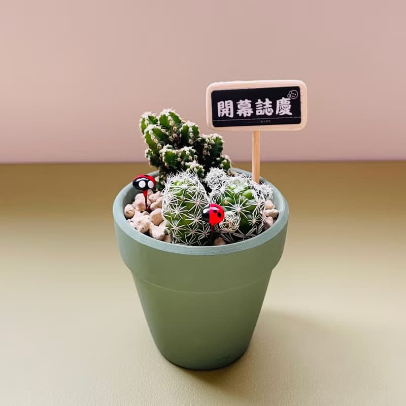 【我不想念你才怪】送你倔強仙人掌 DIY禮盒組 畢業禮物 生日禮物