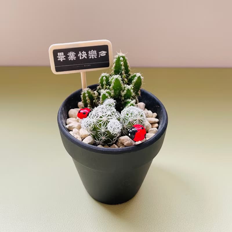 【我不想念你才怪】送你倔強仙人掌 DIY禮盒組 畢業禮物 生日禮物