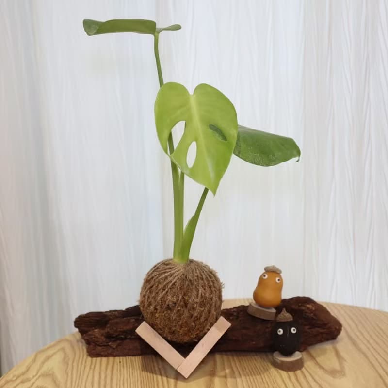 |龜背芋苔球| 贈送塑膠底座 / 植男人紳 手作苔球