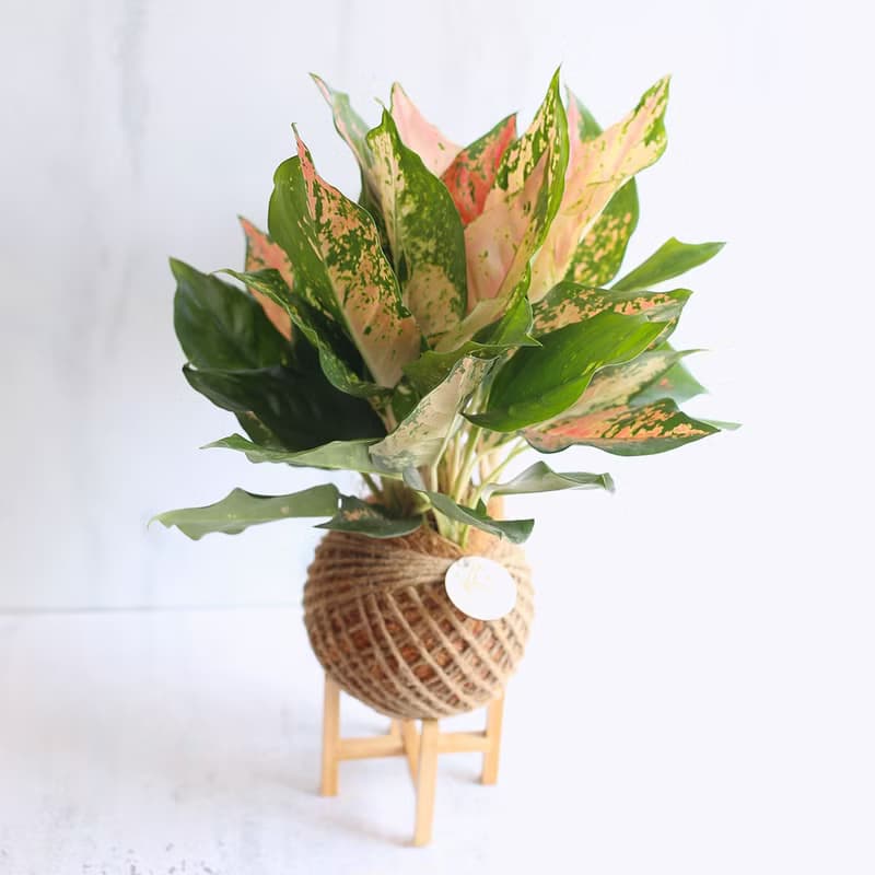 PD47彩葉粗肋草大苔球 / 苔球植物 室內植栽 觀葉植物 居家綠化