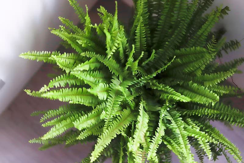 【室內盆栽】波士頓蕨盆栽 中型盆栽 觀葉植物 綠化 盆栽 送禮