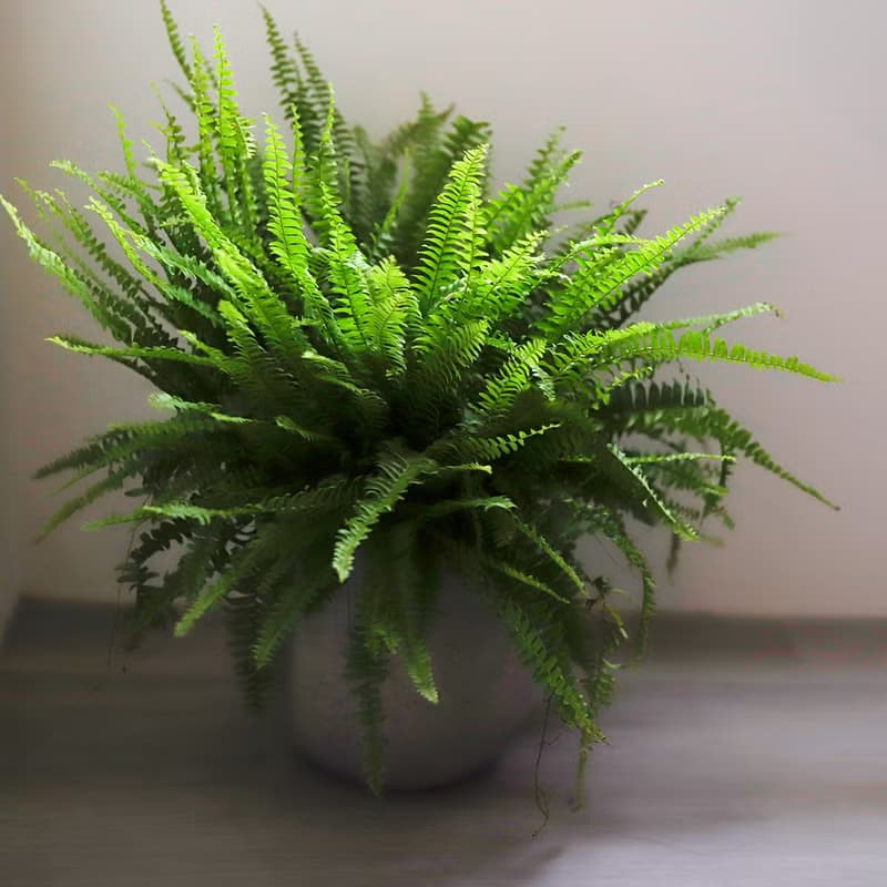 【室內盆栽】波士頓蕨盆栽 中型盆栽 觀葉植物 綠化 盆栽 送禮