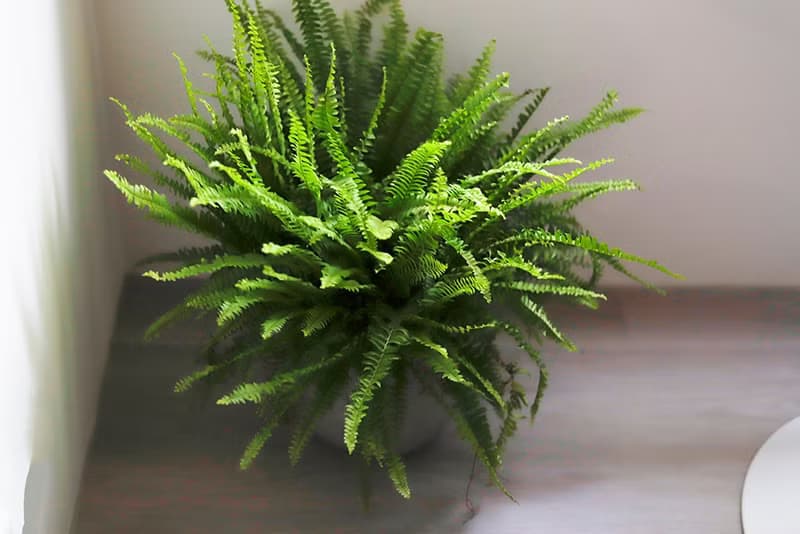 【室內盆栽】波士頓蕨盆栽 中型盆栽 觀葉植物 綠化 盆栽 送禮