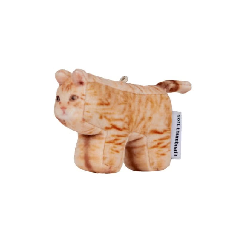 Cheese, Domestic Shorthair