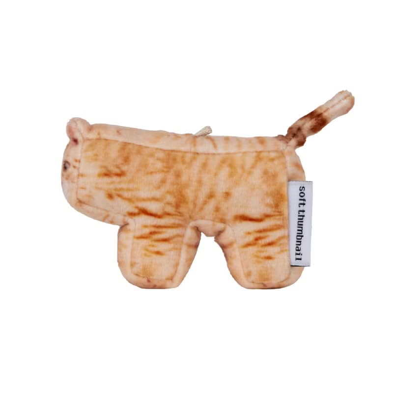 Cheese, Domestic Shorthair