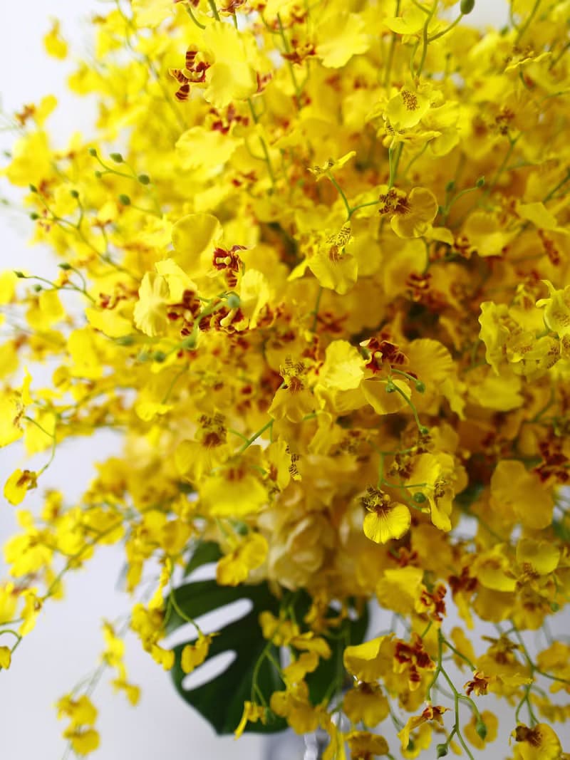 特級文心蘭冠軍杯花禮 免運專人配送限雙北市 其餘地區需補運費