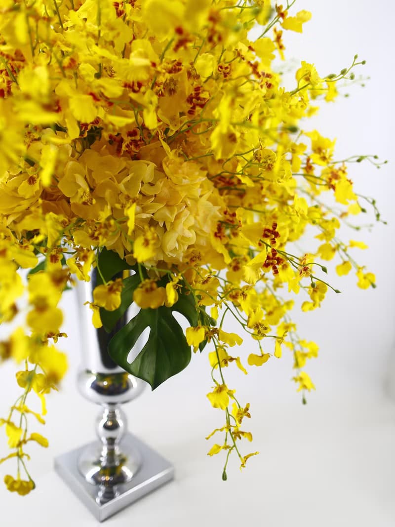 特級文心蘭冠軍杯花禮 免運專人配送限雙北市 其餘地區需補運費