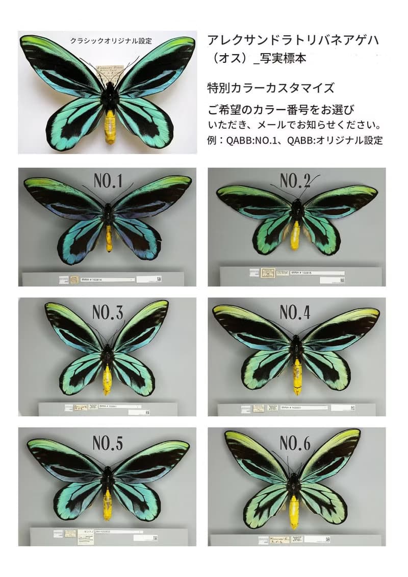 亞歷山大鳥翼鳳蝶22cm | 仿真標本 | 蝴蝶標本 | 昆蟲模型 | 蝴蝶