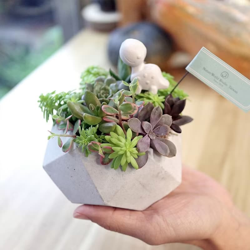 【體驗】新竹 【侏儸紀多肉植物】盆栽+擴香石