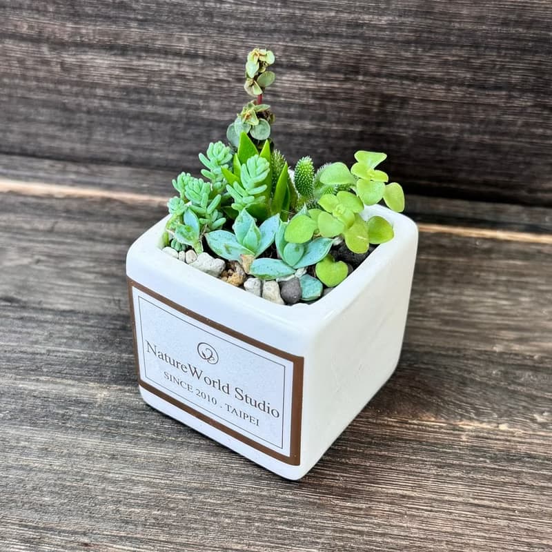 【體驗】新竹 【侏儸紀多肉植物】盆栽+擴香石