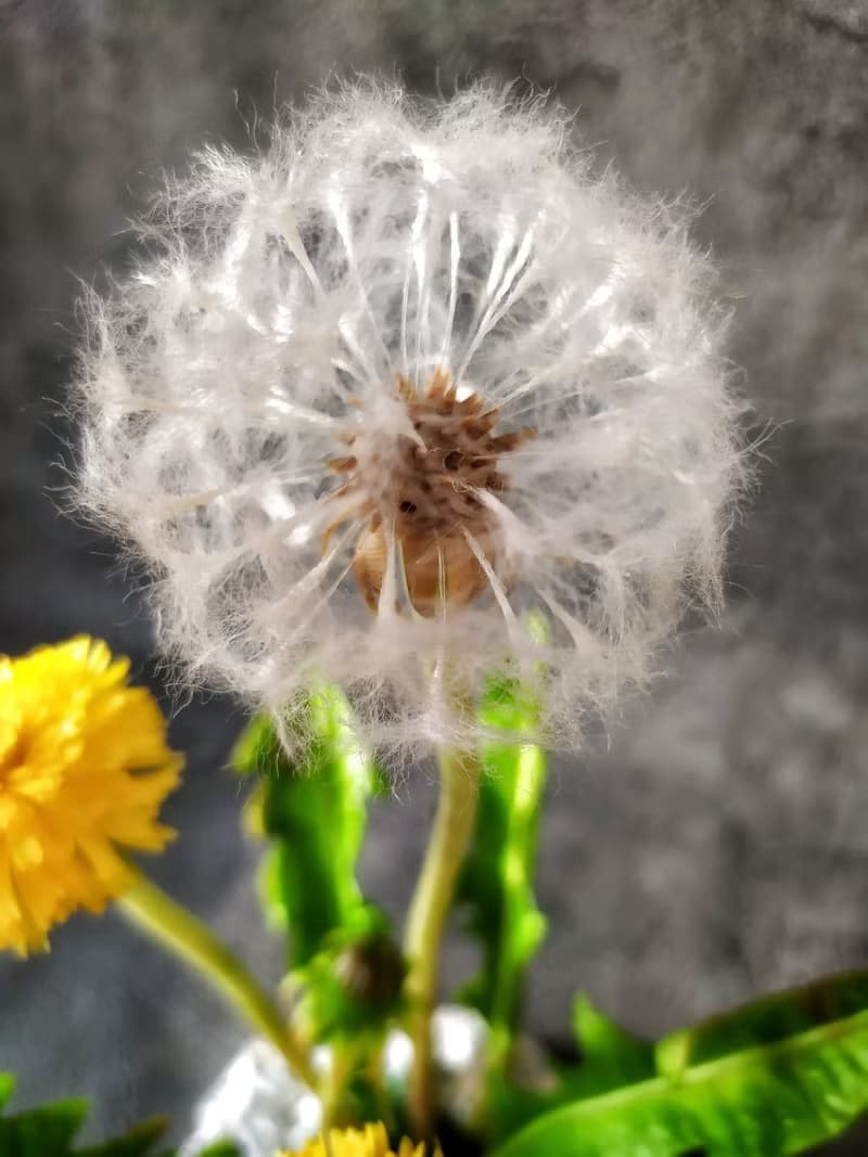 Dandelion flowers Cold Porcelain/clay. Ceramic bouquet. Botanical sculpt