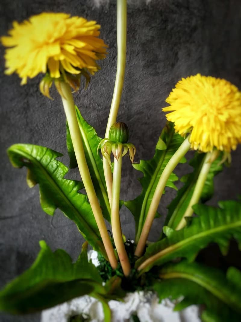 Dandelion flowers Cold Porcelain/clay. Ceramic bouquet. Botanical sculpt