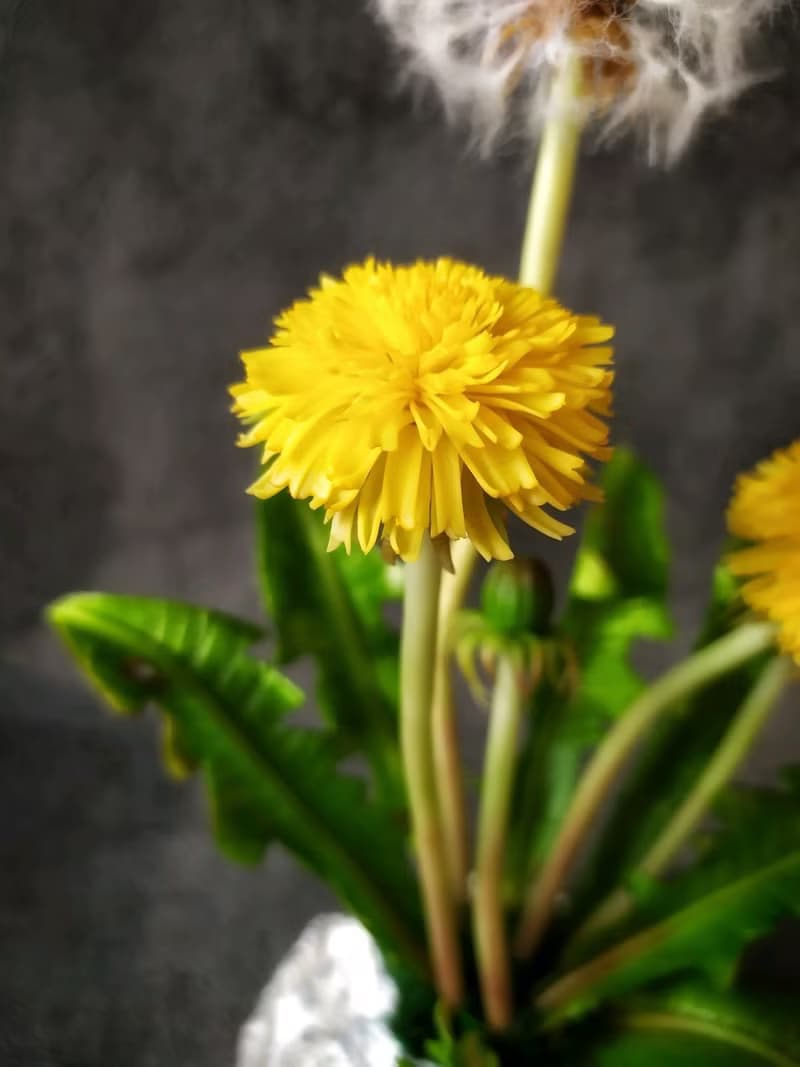 Dandelion flowers Cold Porcelain/clay. Ceramic bouquet. Botanical sculpt