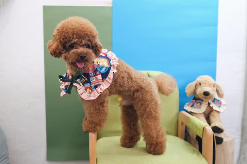 深藍色懷舊朱古力 x 啡橙間條 斗篷cut - 綁繩款