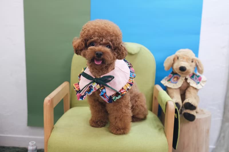 深藍色懷舊朱古力 x 啡橙間條 斗篷cut - 綁繩款