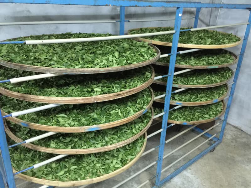 大份量三角原葉立體茶包20入(凍頂烏龍/清香烏龍)