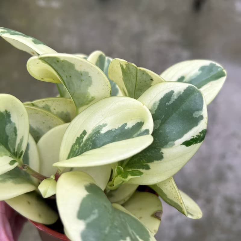 植栽 室內盆栽 乳斑椒草 植物盆栽