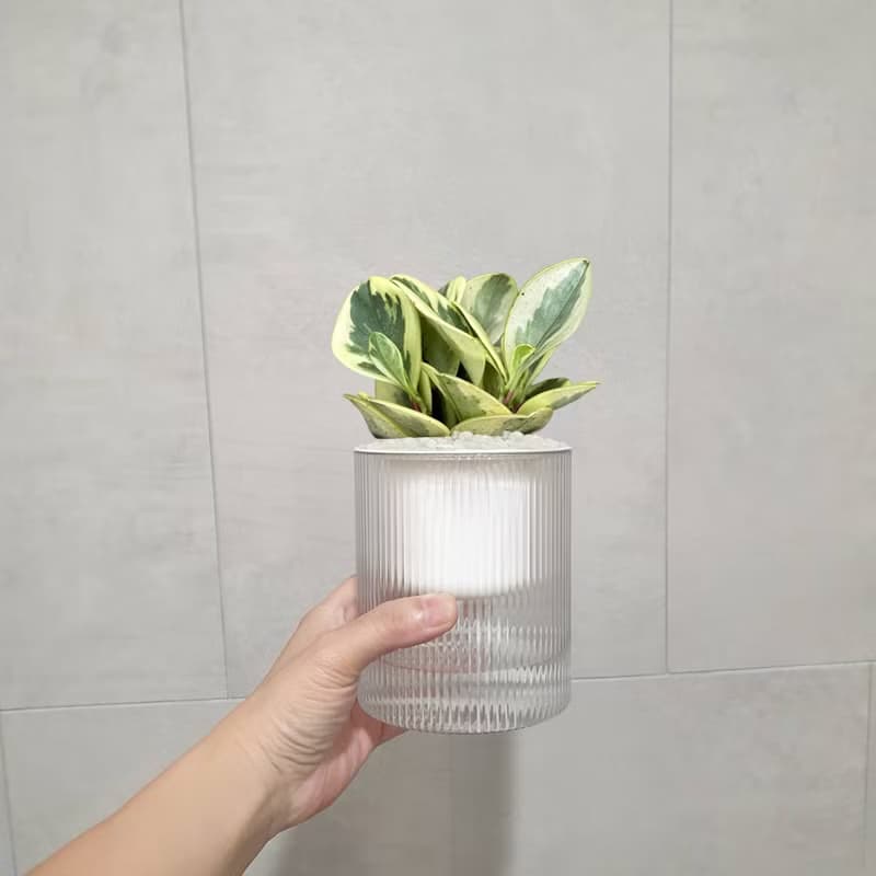 植栽 室內盆栽 乳斑椒草 植物盆栽
