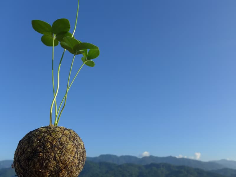 芊艸手作/ 多肉系列苔球 - 墨西哥鐵樹 (幸運樹)