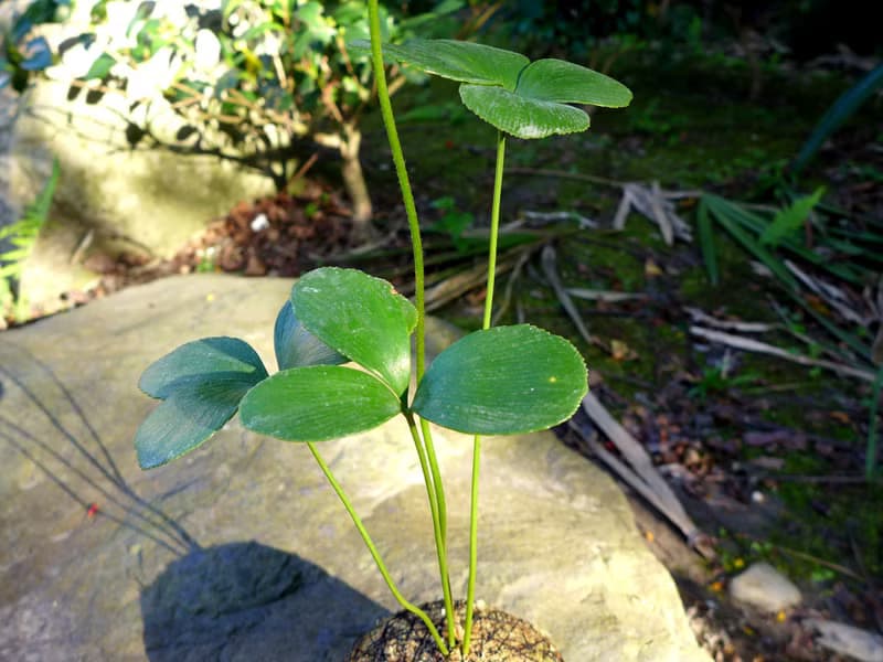 芊艸手作/ 多肉系列苔球 - 墨西哥鐵樹 (幸運樹)