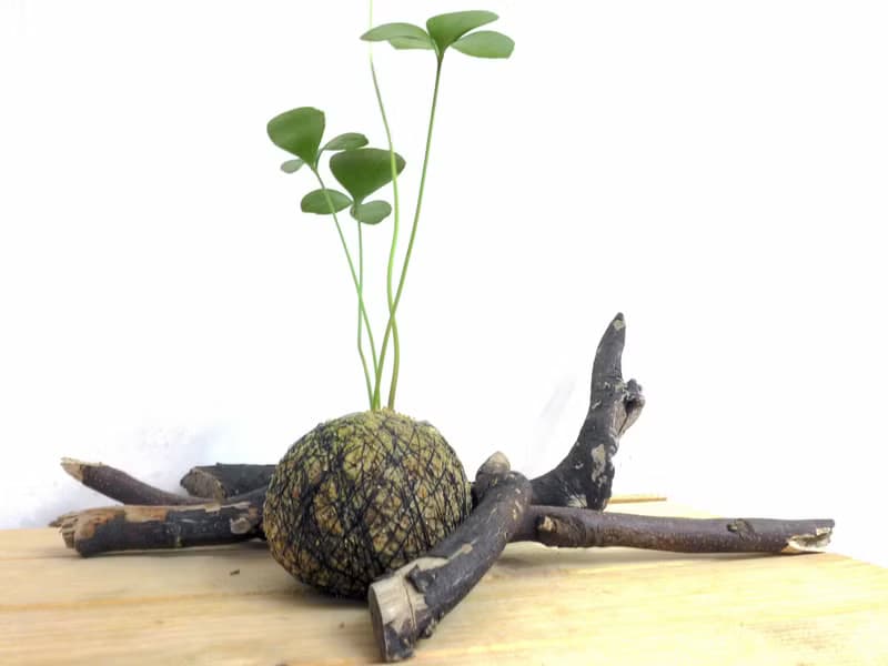 芊艸手作/ 多肉系列苔球 - 墨西哥鐵樹 (幸運樹)