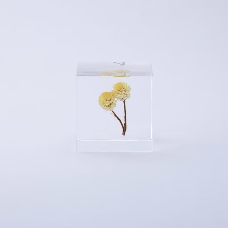 Sola cube 永久花立方塊_心的太陽