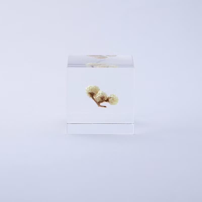 Sola cube 永久花立方塊_心的太陽