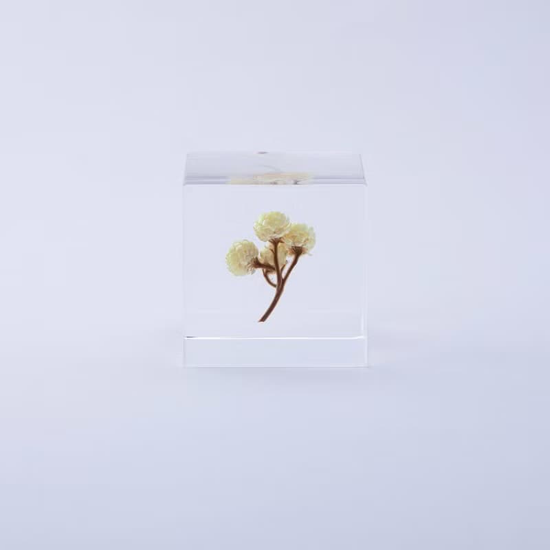 Sola cube 永久花立方塊_心的太陽
