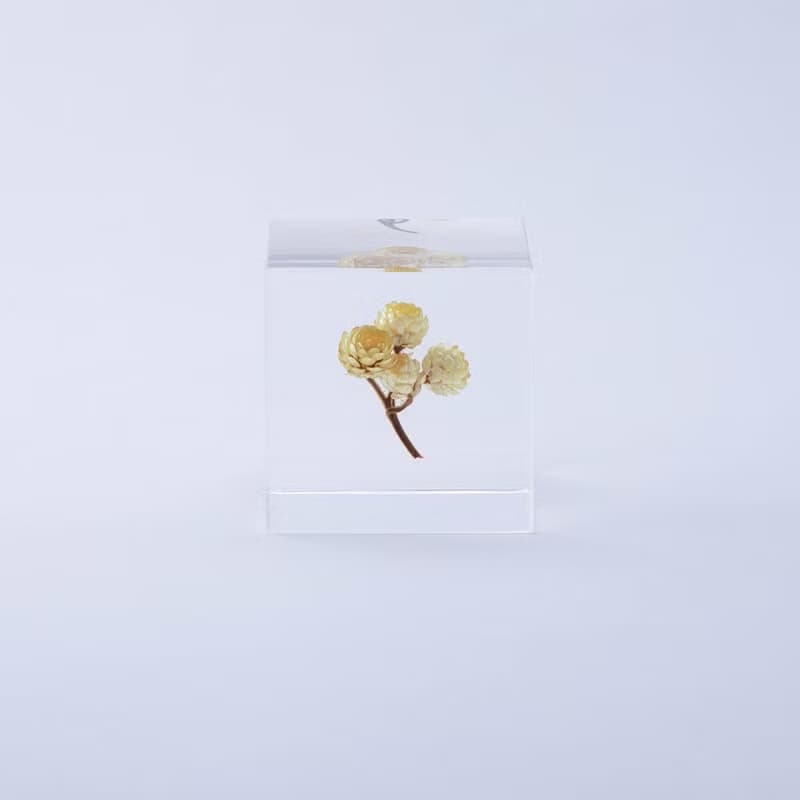 Sola cube 永久花立方塊_心的太陽