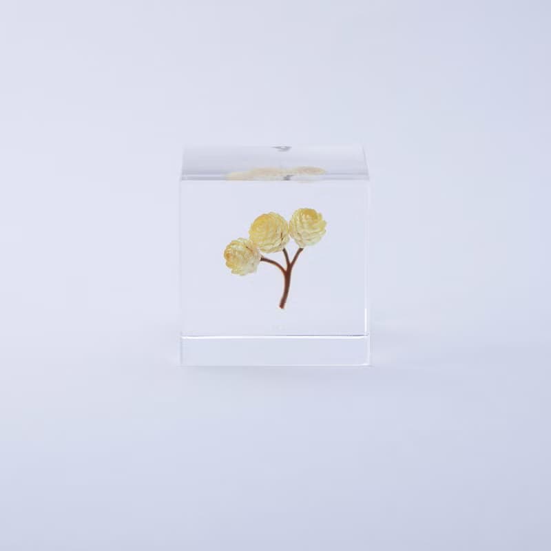 Sola cube 永久花立方塊_心的太陽