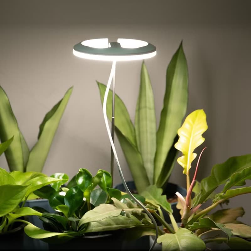 Polina植物燈/盆栽植物生長燈/植物燈推薦