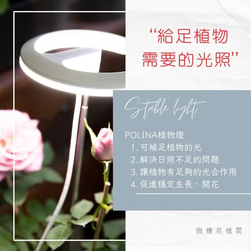 Polina植物燈/盆栽植物生長燈/植物燈推薦