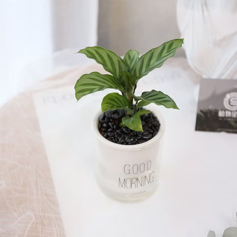 PD172翠葉竹芋吸水盆栽/室內植物/懶人植物/環境綠化/居家佈置