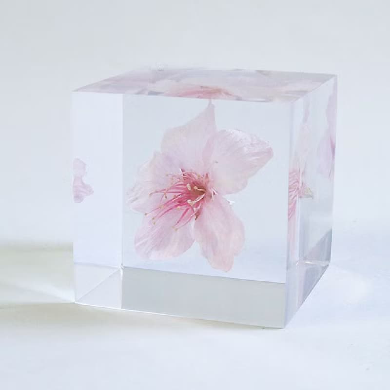 Sola cube 大寒櫻花立方塊_高尚、純潔