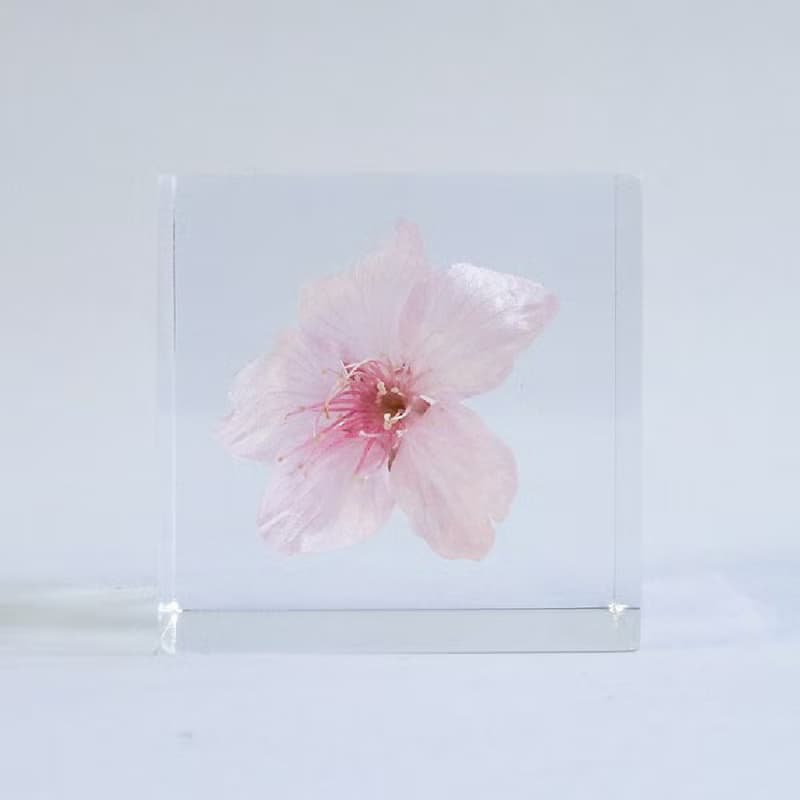 Sola cube 大寒櫻花立方塊_高尚、純潔