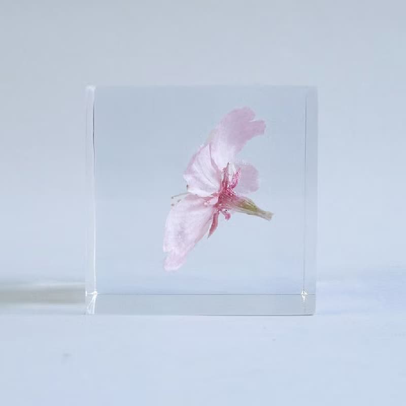 Sola cube 大寒櫻花立方塊_高尚、純潔