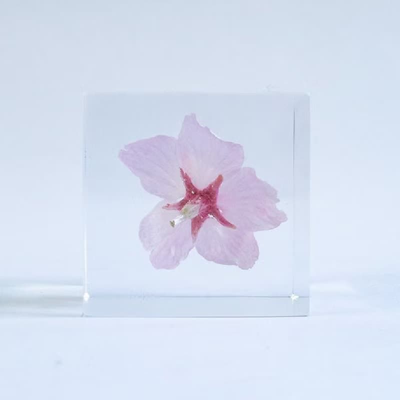 Sola cube 大寒櫻花立方塊_高尚、純潔