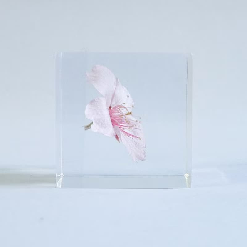 Sola cube 大寒櫻花立方塊_高尚、純潔