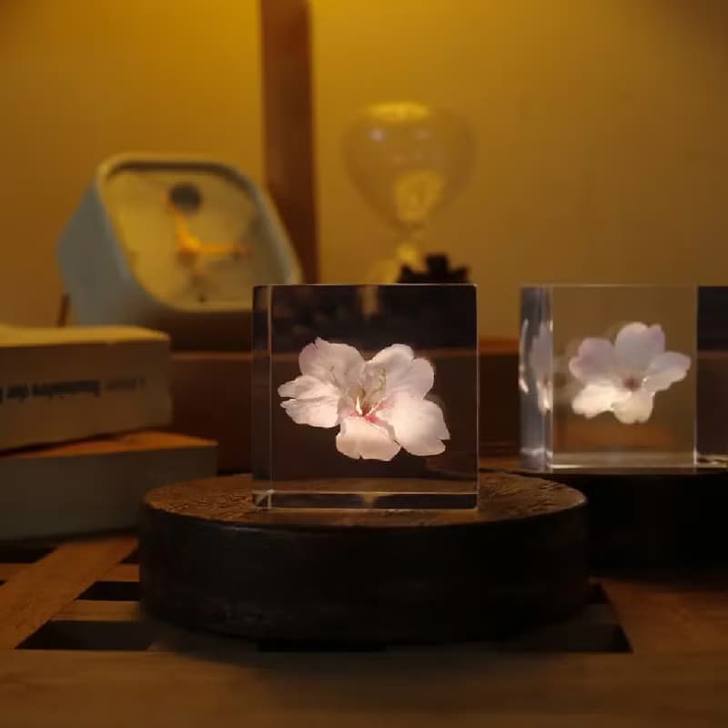 Sola cube 大寒櫻花立方塊_高尚、純潔