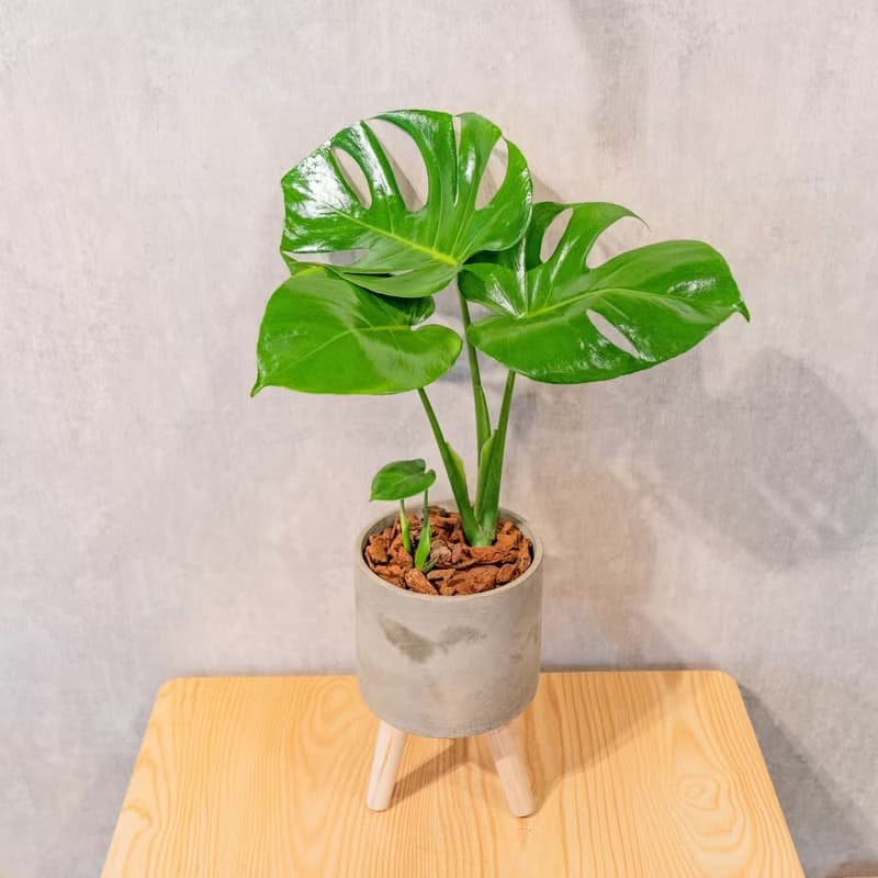 龜背芋水泥盆栽 落地盆栽 小高木腳水泥盆栽 開幕送禮 喬遷禮物