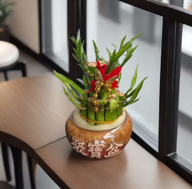 【開運竹】水植盆栽 開幕新居喬遷送禮居家店面擺設